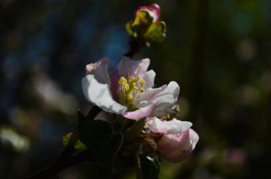 İlkbaharda beyaz arka planda elma çiçekleri açar.