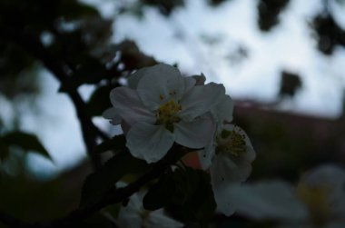 İlkbaharda beyaz arka planda elma çiçekleri açar.