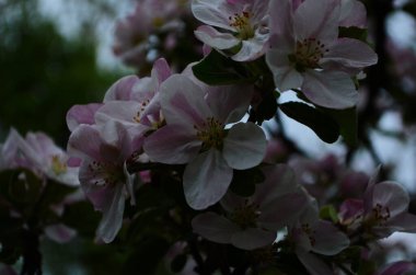 İlkbaharda beyaz arka planda elma çiçekleri açar.