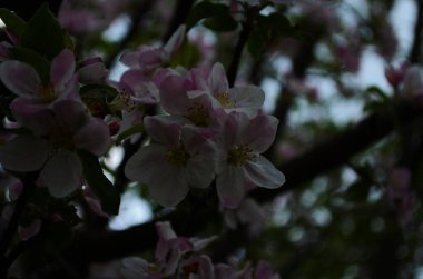 İlkbaharda beyaz arka planda elma çiçekleri açar.