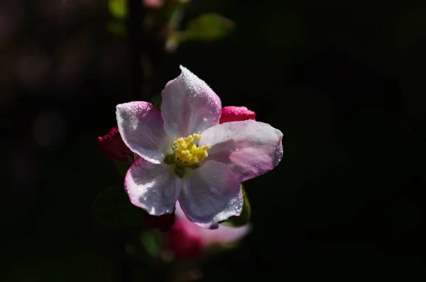 Apple Blossoms Spring White Background — Stock Photo, Image