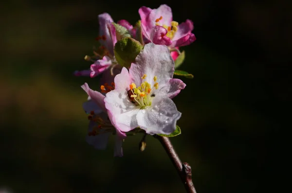 春に白を背景にしたリンゴの花 — ストック写真