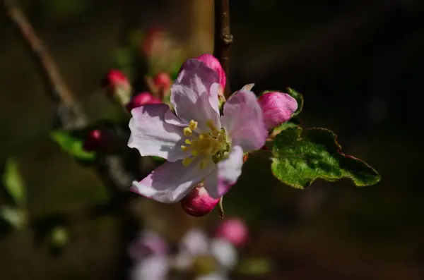 Kwiaty Jabłoni Wiosną Białym Tle — Zdjęcie stockowe