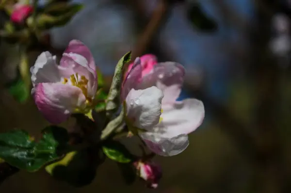 春に白を背景にしたリンゴの花 — ストック写真