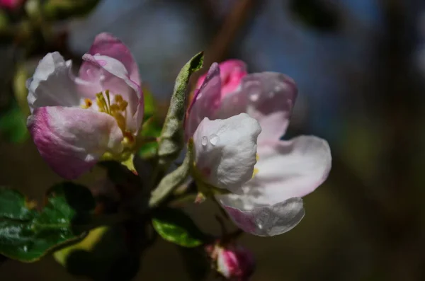 Appel Bloesems Het Voorjaar Witte Achtergrond — Stockfoto