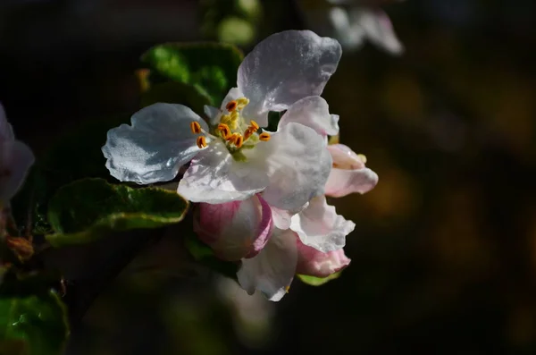 Appel Bloesems Het Voorjaar Witte Achtergrond — Stockfoto