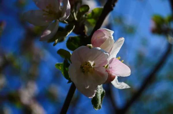 Яблоки Цветут Весной Белом Фоне — стоковое фото