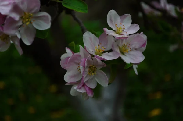 Appel Bloesems Het Voorjaar Witte Achtergrond — Stockfoto