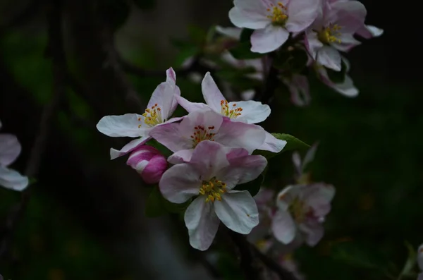 Appel Bloesems Het Voorjaar Witte Achtergrond — Stockfoto