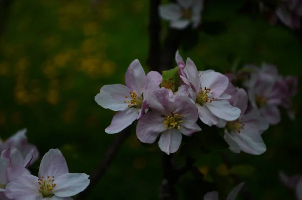 Appel Bloesems Het Voorjaar Witte Achtergrond — Stockfoto