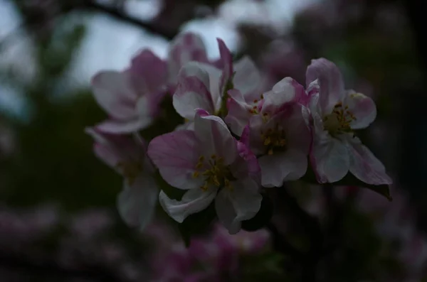 Apple Blossoms Spring White Background — Stock Photo, Image