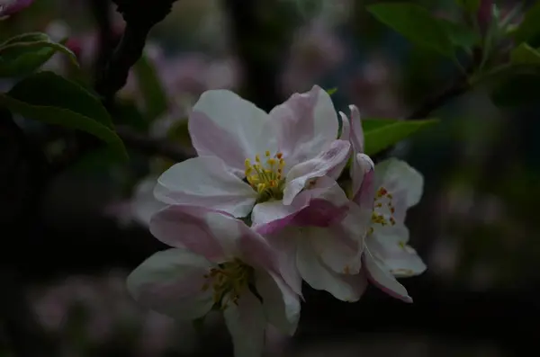 Apfelblüten Frühling Auf Weißem Hintergrund — Stockfoto