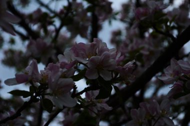 İlkbaharda beyaz arka planda elma çiçekleri açar.