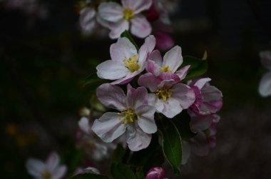 İlkbaharda beyaz arka planda elma çiçekleri açar.