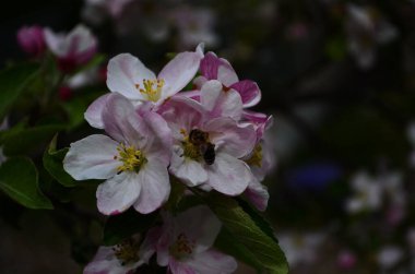 İlkbaharda beyaz arka planda elma çiçekleri açar.