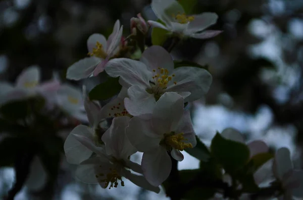 Άνθη Μήλου Την Άνοιξη Λευκό Φόντο — Φωτογραφία Αρχείου