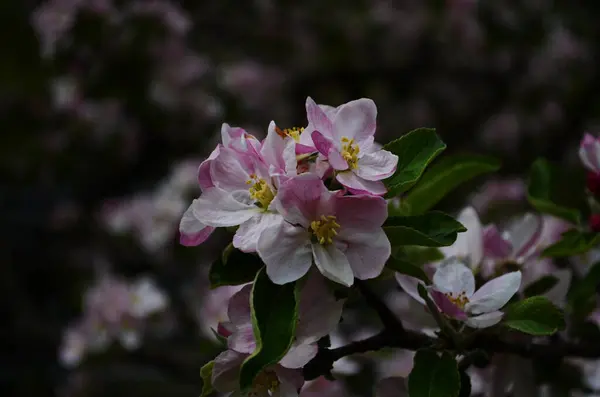 Apfelblüten Frühling Auf Weißem Hintergrund — Stockfoto