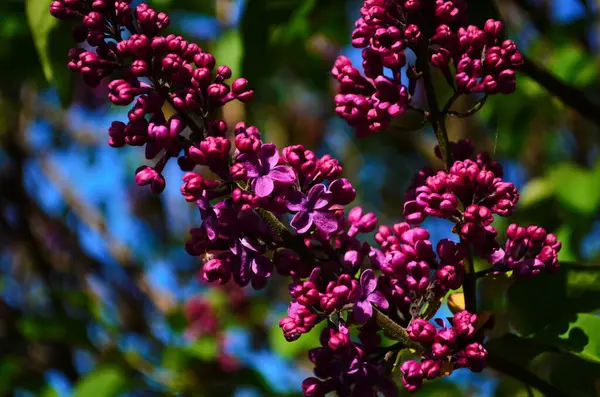 Zweig Mit Frühlingsblüten Fliederfarbene Blüten Aus Nächster Nähe Blühender Blumiger — Stockfoto