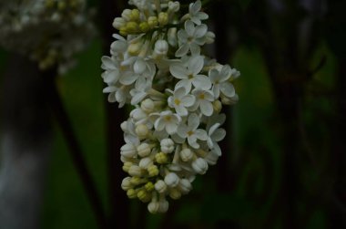 Bahar çiçeklerinin açtığı dallar, leylak çiçekleri, çiçek açan arka planlar..