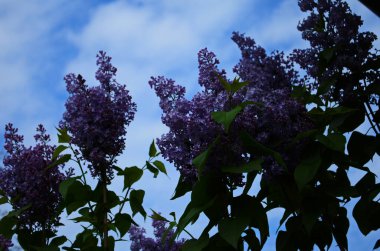 Bahar çiçeklerinin açtığı dallar, leylak çiçekleri, çiçek açan arka planlar..
