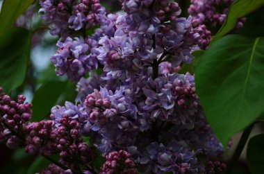 Bahar çiçeklerinin açtığı dallar, leylak çiçekleri, çiçek açan arka planlar..