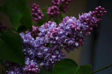 Bahar çiçeklerinin açtığı dallar, leylak çiçekleri, çiçek açan arka planlar..