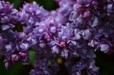 Bahar çiçeklerinin açtığı dallar, leylak çiçekleri, çiçek açan arka planlar..