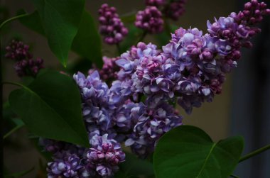 Bahar çiçeklerinin açtığı dallar, leylak çiçekleri, çiçek açan arka planlar..