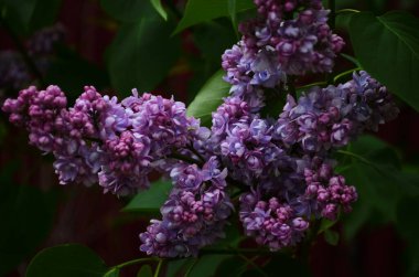 Bahar çiçeklerinin açtığı dallar, leylak çiçekleri, çiçek açan arka planlar..