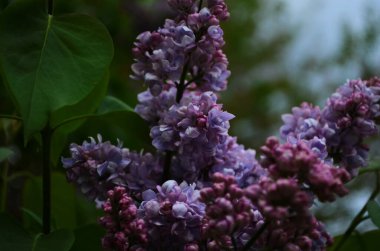 Bahar çiçeklerinin açtığı dallar, leylak çiçekleri, çiçek açan arka planlar..