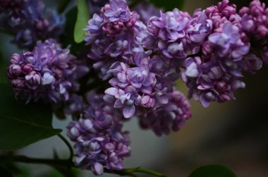 Bahar çiçeklerinin açtığı dallar, leylak çiçekleri, çiçek açan arka planlar..