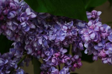 Bahar çiçeklerinin açtığı dallar, leylak çiçekleri, çiçek açan arka planlar..