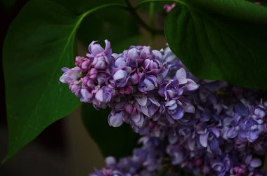 Bahar çiçeklerinin açtığı dallar, leylak çiçekleri, çiçek açan arka planlar..