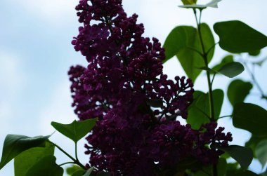 Bahar çiçeklerinin açtığı dallar, leylak çiçekleri, çiçek açan arka planlar..