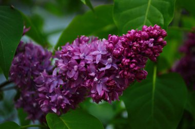 Bahar çiçeklerinin açtığı dallar, leylak çiçekleri, çiçek açan arka planlar..