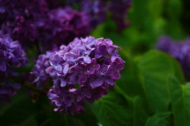 Bahar çiçeklerinin açtığı dallar, leylak çiçekleri, çiçek açan arka planlar..