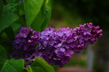 Bahar çiçeklerinin açtığı dallar, leylak çiçekleri, çiçek açan arka planlar..