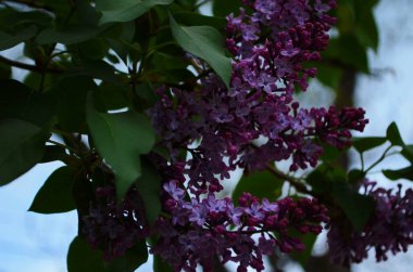 Bahar çiçeklerinin açtığı dallar, leylak çiçekleri, çiçek açan arka planlar..