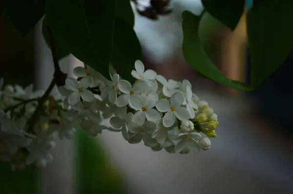 Гілка Весняним Цвітінням Бузкових Квітів Крупним Планом Квітучий Квітковий Фон — стокове фото