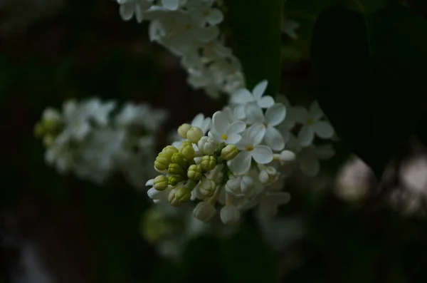 Větvička Jarními Květy Šeříkové Květy Zblízka Kvetoucí Květinové Pozadí — Stock fotografie