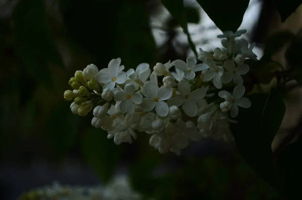 Zweig Mit Frühlingsblüten Fliederfarbene Blüten Aus Nächster Nähe Blühender Blumiger — Stockfoto