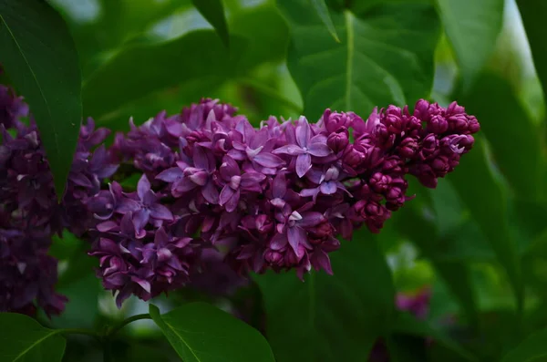 Tak Met Lente Bloesems Lila Bloemen Close Bloeiende Bloemen Achtergrond — Stockfoto