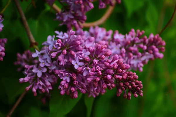 Tak Met Lente Bloesems Lila Bloemen Close Bloeiende Bloemen Achtergrond — Stockfoto