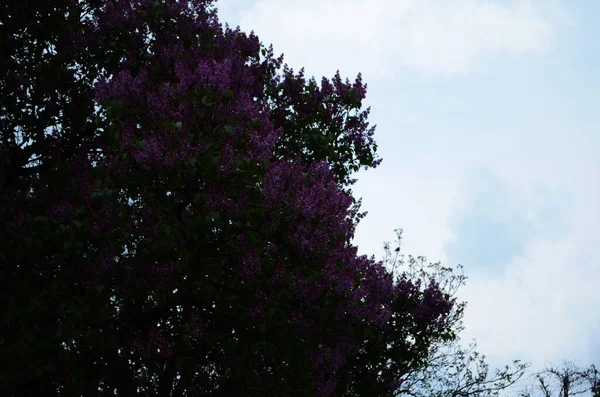 春花的分枝紫丁香花朵闭合 开花的花朵背景 — 图库照片
