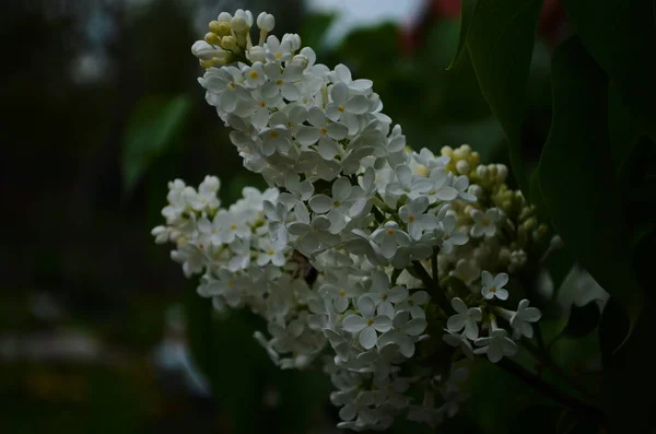 Branch Spring Blossoms Lilac Flowers Close Blooming Floral Background — Stock Photo, Image