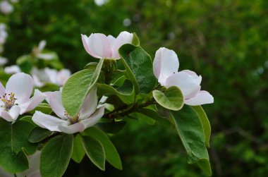 Çiçek açan ayva ağacındaki güzel kokulu beyaz çiçek güneşli bir bahar sabahı kapanıyor.