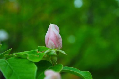 Çiçek açan ayva ağacındaki güzel kokulu beyaz çiçek güneşli bir bahar sabahı kapanıyor.