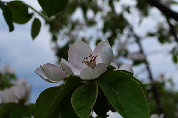 Fragrante Jovem Flor Branca Árvore Marmelo Florescente Fechar Manhã Primavera — Fotografia de Stock