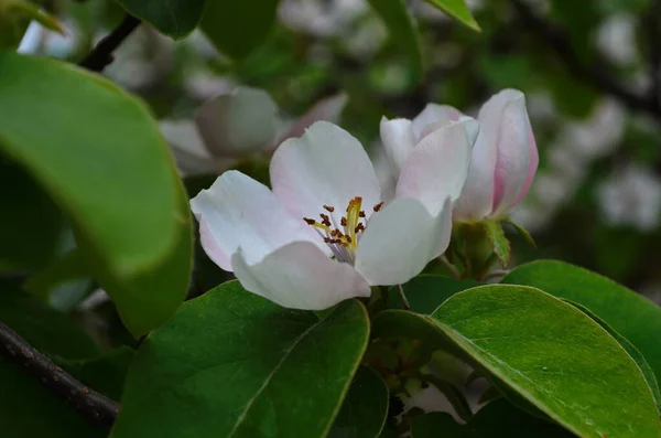 Fragrant Young White Flower Blossoming Quince Tree Close Sunny Spring — 스톡 사진