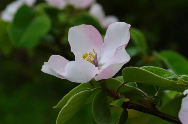 Fragrante Jovem Flor Branca Árvore Marmelo Florescente Fechar Manhã Primavera — Fotografia de Stock